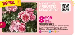 Delbard Rosiers Buissons offre