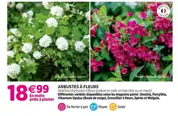 Delbard Arbustes à fleurs offre