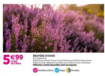 Delbard Bruyère d'hiver offre