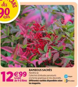 Delbard Bambous sacrés offre