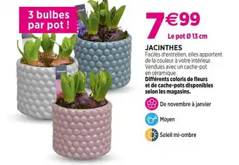 Delbard Jacinthes offre