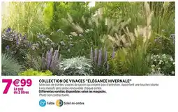 Delbard Collection de vivaces élégance hivernale offre