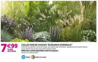 Delbard Collection de vivaces élégance hivernale offre