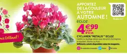 Delbard ECLOZ Cyclamen metalis ECLOZ offre