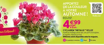 Delbard ECLOZ Cyclamen metalis ECLOZ offre