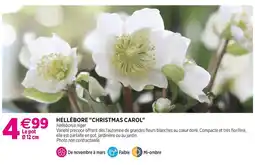 Delbard Hellébore christmas carol offre