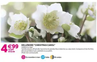 Delbard Hellébore christmas carol offre