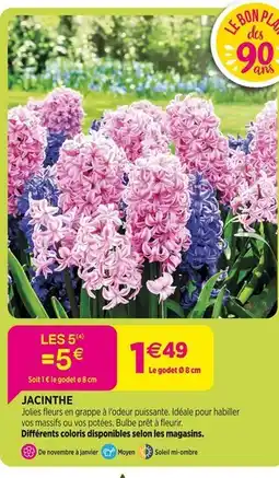 Delbard Jacinthe offre