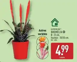 ALDI Autres bromelia offre