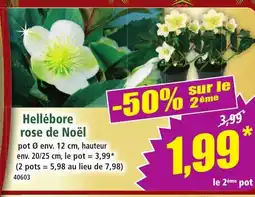 Norma Hellébore rose de Noël offre
