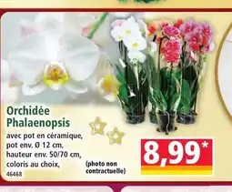 Norma Orchidée Phalaenopsis offre