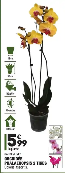 ALDI Orchidée phalaenopsis 2 tiges offre
