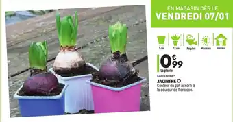 ALDI Jacinthe offre