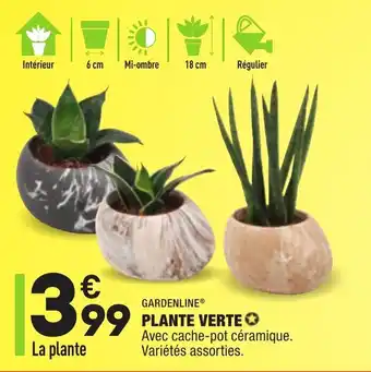 ALDI Plante verte offre