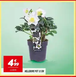 Netto Hellebore offre