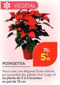 Point Vert Poinsettia offre