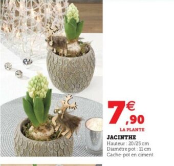 Jacinthe