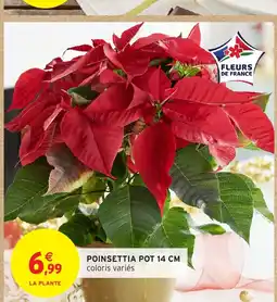 Intermarché Hyper Poinsettia pot offre