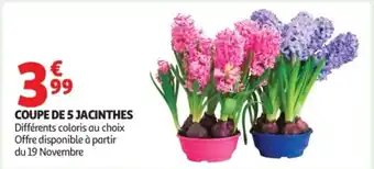 Coupe de 5 jacinthes