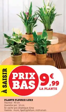 Super U Plante fleurie luxe offre