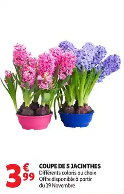 Auchan Coupe de 5 jacinthes offre