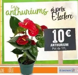 E.Leclerc Anthurium offre