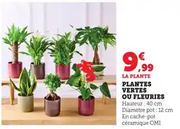 Bi1 Plantes vertes ou fleuries offre