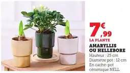 Bi1 Amaryllis ou hellebore offre