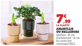 Bi1 Amaryllis ou hellebore offre