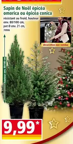 Norma Sapin de Noël épicéa omorica offre