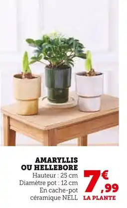 Super U Amaryllis offre