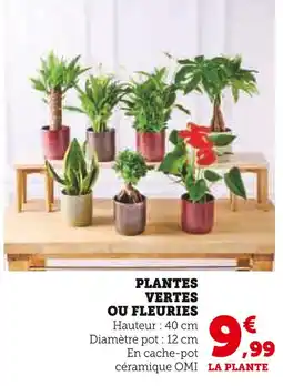Super U Plantes vertes ou fleuries offre