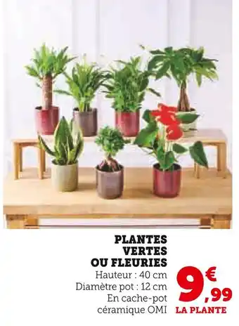 Super U Plantes vertes ou fleuries offre