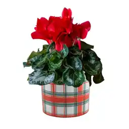 Jardiland Cyclamen Halios offre