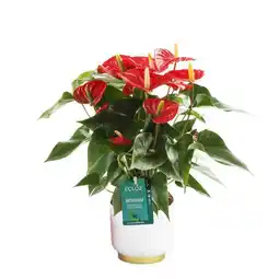 Jardiland ECLOZ Anthurium ECLOZ offre