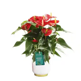 Jardiland ECLOZ Anthurium ECLOZ offre