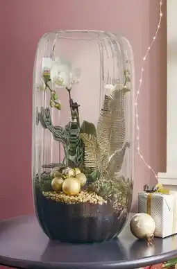 Jardiland Composition d'Orchidée offre