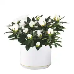 Jardiland ECLOZ Azalée Hortinno ECLOZ offre