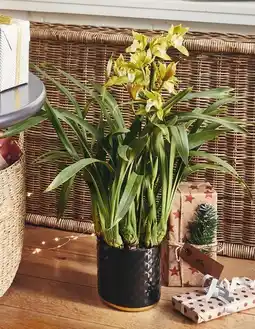 Jardiland ECLOZ Cymbidium ECLOZ offre