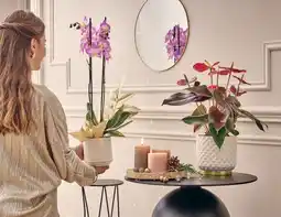 Jardiland Phalaenopsis offre