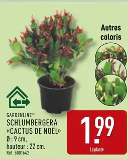ALDI Gardenline Schlumbergera Cactus de Noël offre