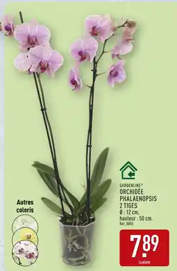 ALDI Gardenline Orchidée Phalaenopsis 2 tiges offre