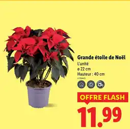 Lidl Grande étoile de Noël offre