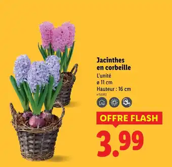 Lidl Jacinthes en corbeille offre