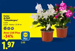 Lidl Cactus de Noël Schlumbergera offre