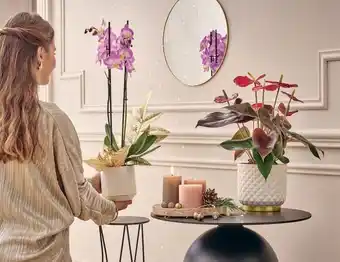 Jardiland Phalaenopsis offre