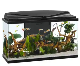 Jardiland Pure family aquarium tropical 80 pur pure family offre