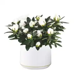 Jardiland Ecloz azalée hortinno ecloz offre