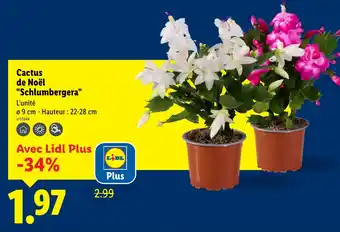 Lidl Cactus de noël schlumbergera offre