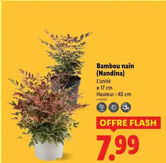 Lidl Bambou nain (nandina) offre